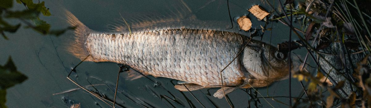Mortalité de poissons